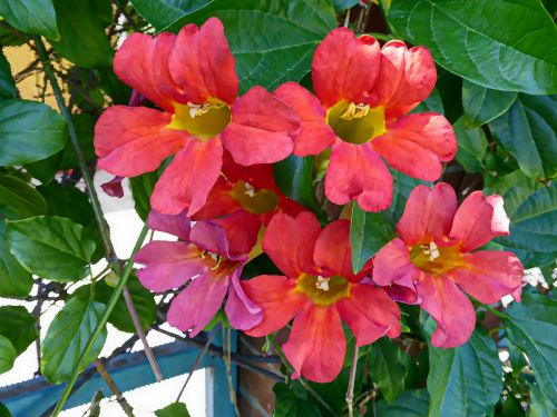 Cluster Of Pink Flowers