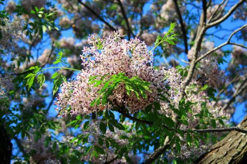 Cluster Of Seringa Tree Flowers