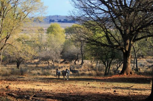 Cluster Of Zebra Under Trees