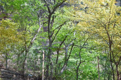 Clustered Trees