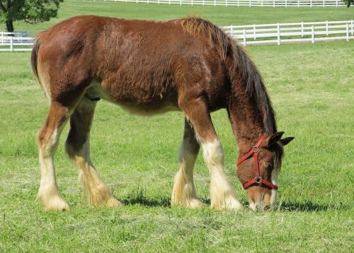 clydesdale horse yearling