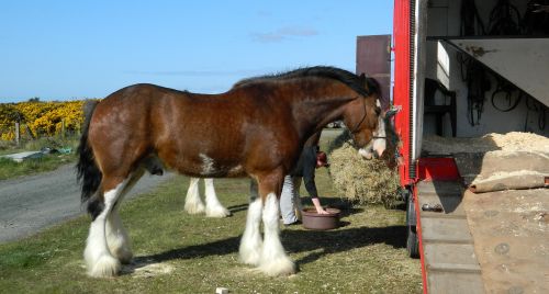 Clydesdale Horse