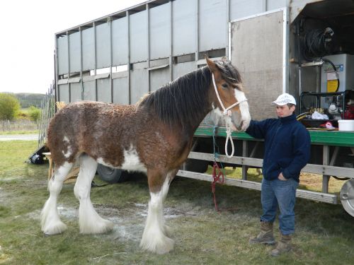 Clydesdale Horse