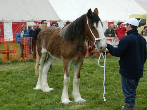 Clydesdale Horse