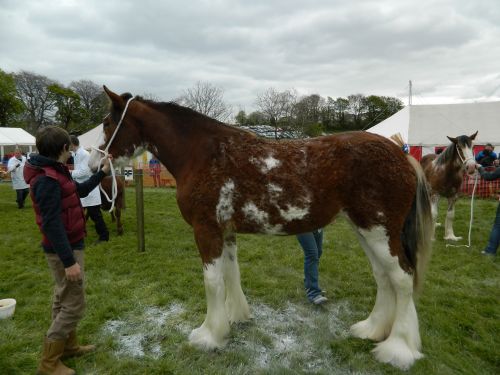 Clydesdale Horse