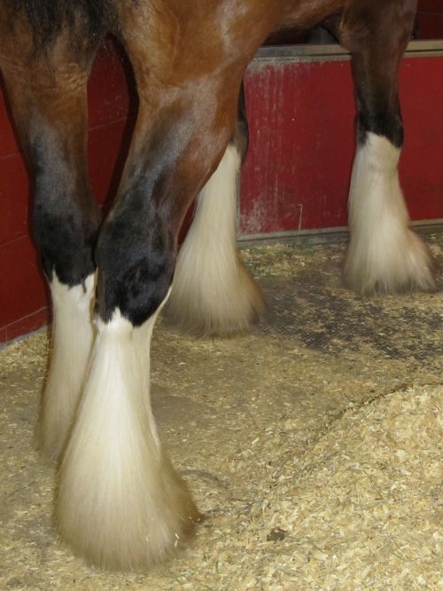 Clydesdale Horse Legs