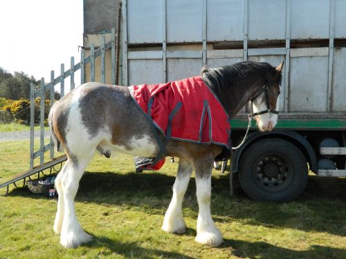 Clydesdale Horse