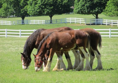 clydesdales horses yearlings