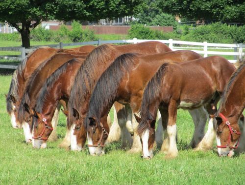 clydesdales horses line