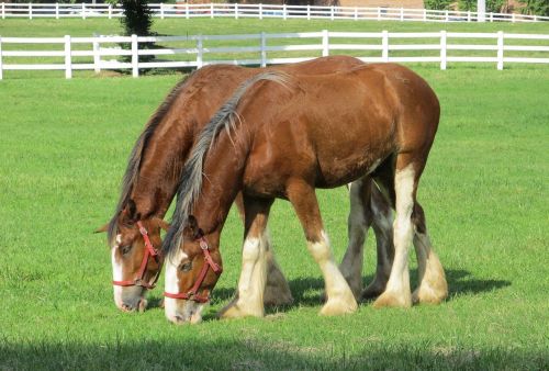 clydesdales horses purebred