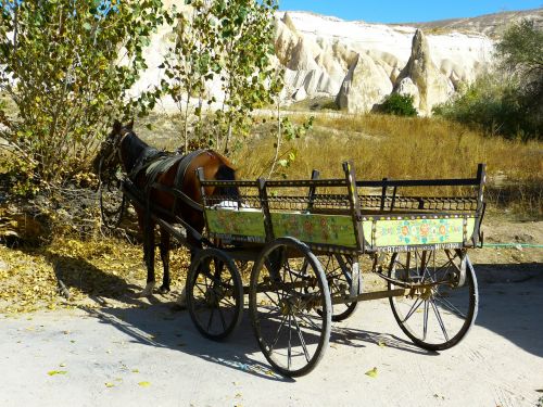coach horse drawn carriage horse