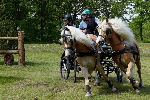 coach horse drawn carriage tournament