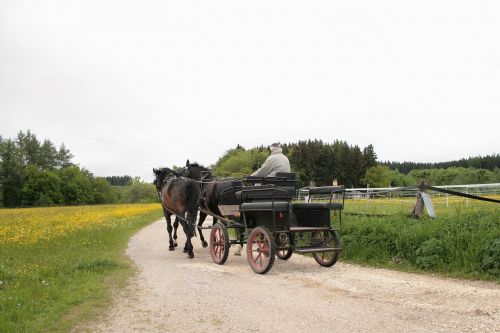 coach horse drawn carriage team