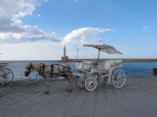 coach horse horse drawn carriage