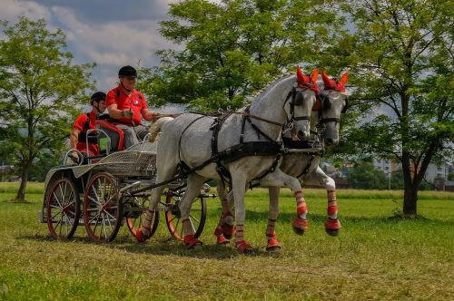 coach-driving carriage horses