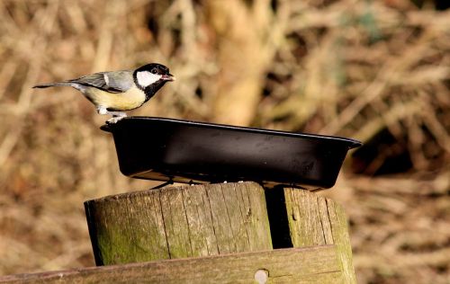 coal tit bird nature