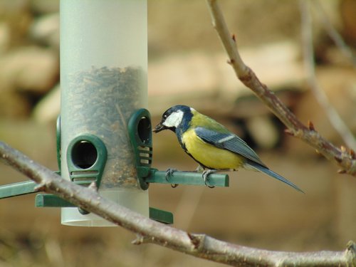 coal tit  bird feeder  bird