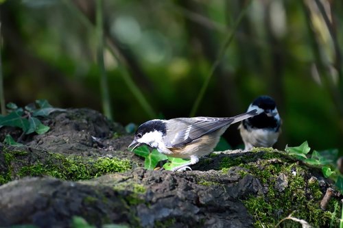 coal tit  garden bird  bird