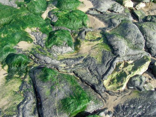 coast stones seaweed