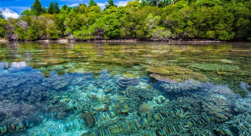 coast coral reefs transparency