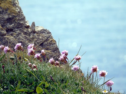 coast  rock  flower