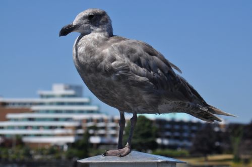 coast seagull bird