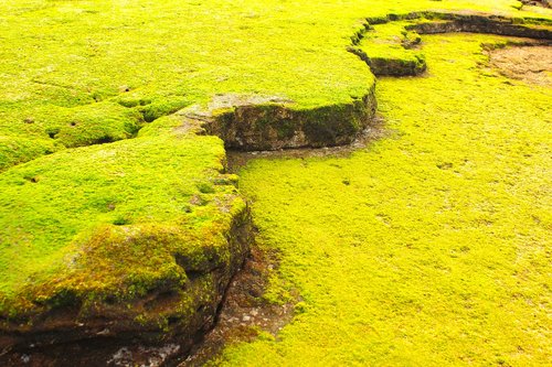 coastal  rock  moss