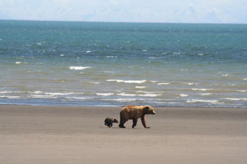 coastal brown bears mother cub