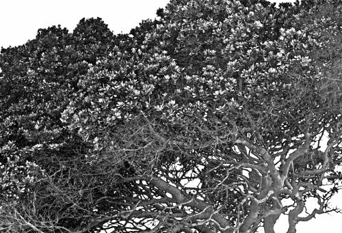 Coastal Tree In Black And White