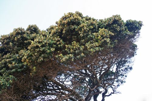Coastal Tree With Tangled Branches