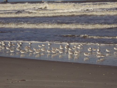 coastline ameland beach