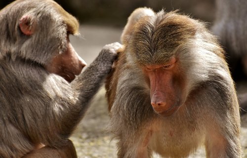 coat baboons  ape  primates