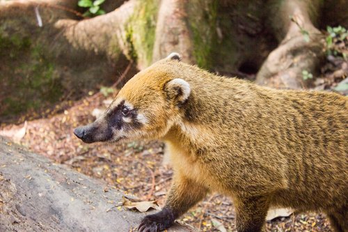 coati  park  ecological