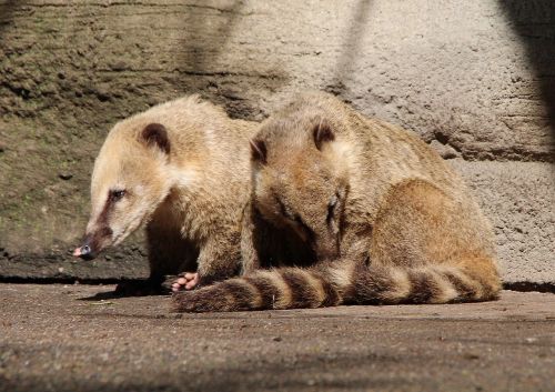 coati proboscis bear nasua