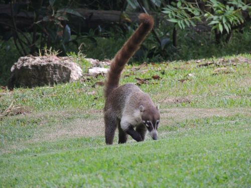 coati mammal mexico