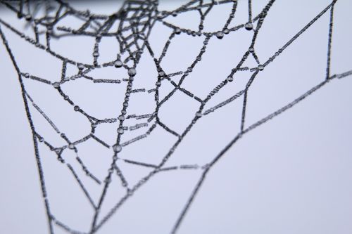 cob spider web