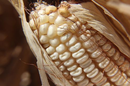 cob corn agriculture