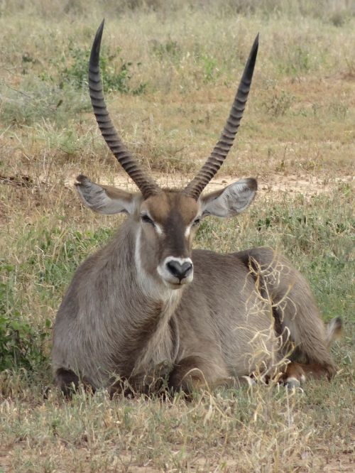 cob crescent horns savannah