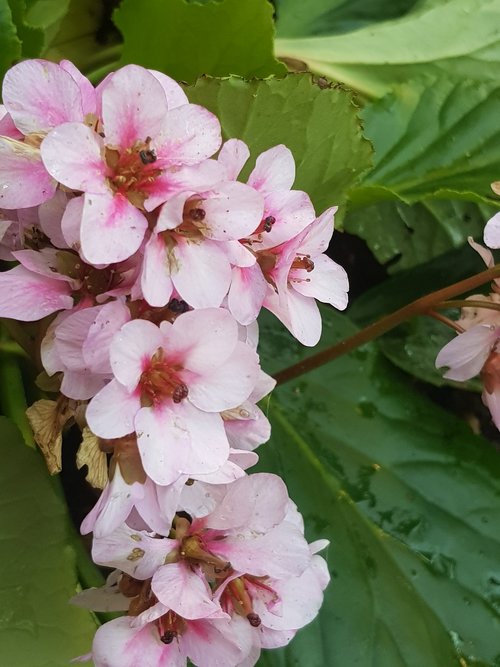 cobbler  pink  garden plant