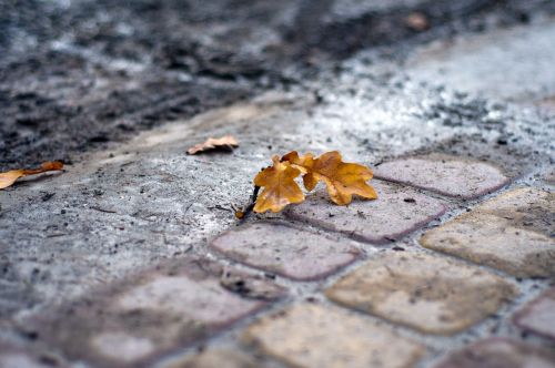 cobblestone ground leaves