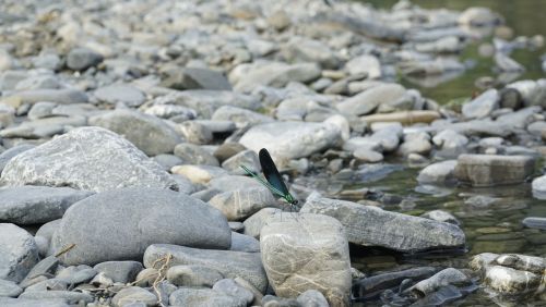 cobblestone dragonfly water