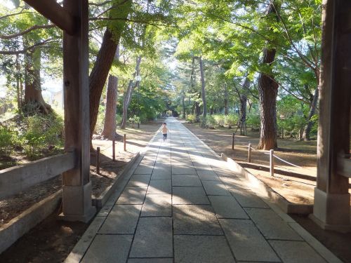 cobblestone wood road