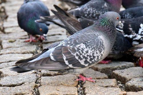 cobblestones city infestation of pigeons