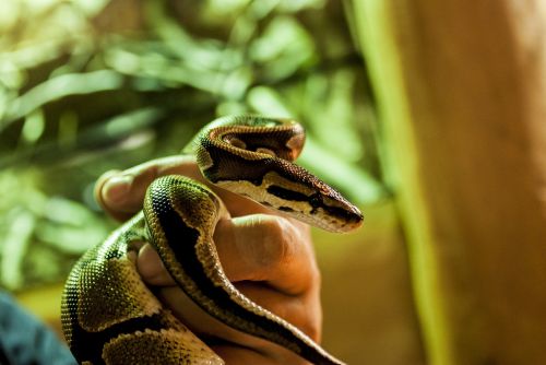 cobra snake reptile