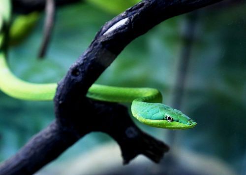 cobra verde on the branch snake natural habitat