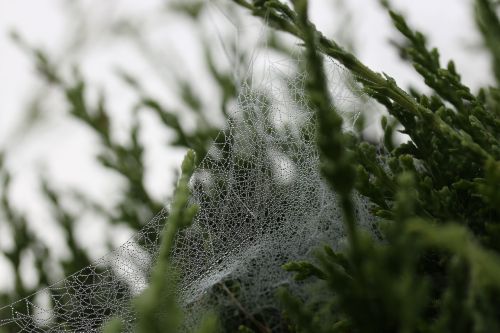cobweb spiderweb wet