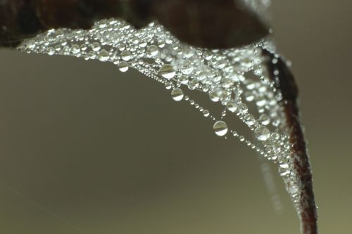 cobweb dew drop of water