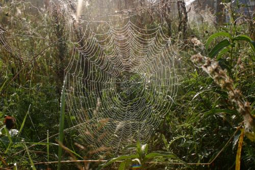 cobweb dew nature