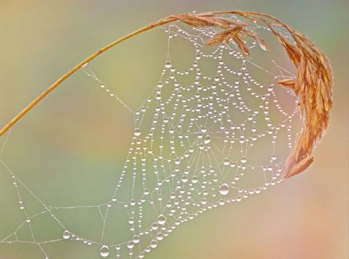 cobweb dewdrop network