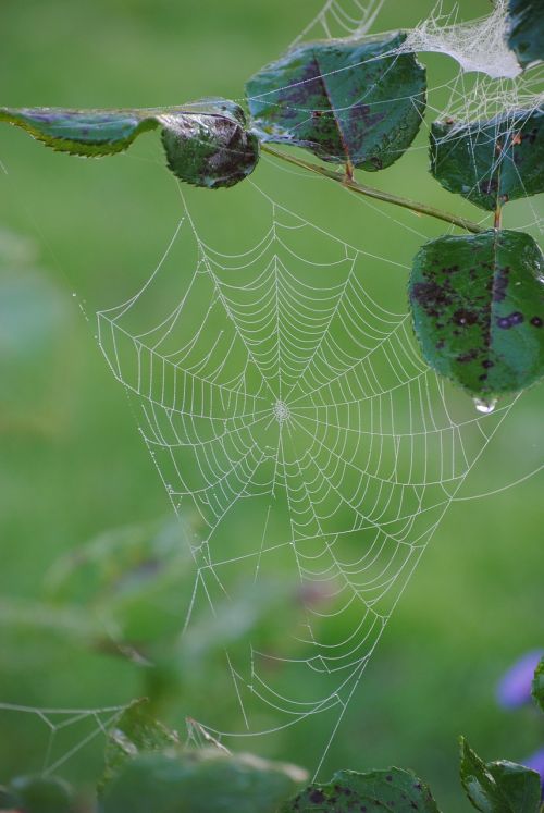 cobweb dew autumn